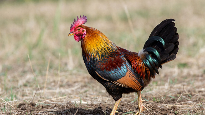 С Новым годом!